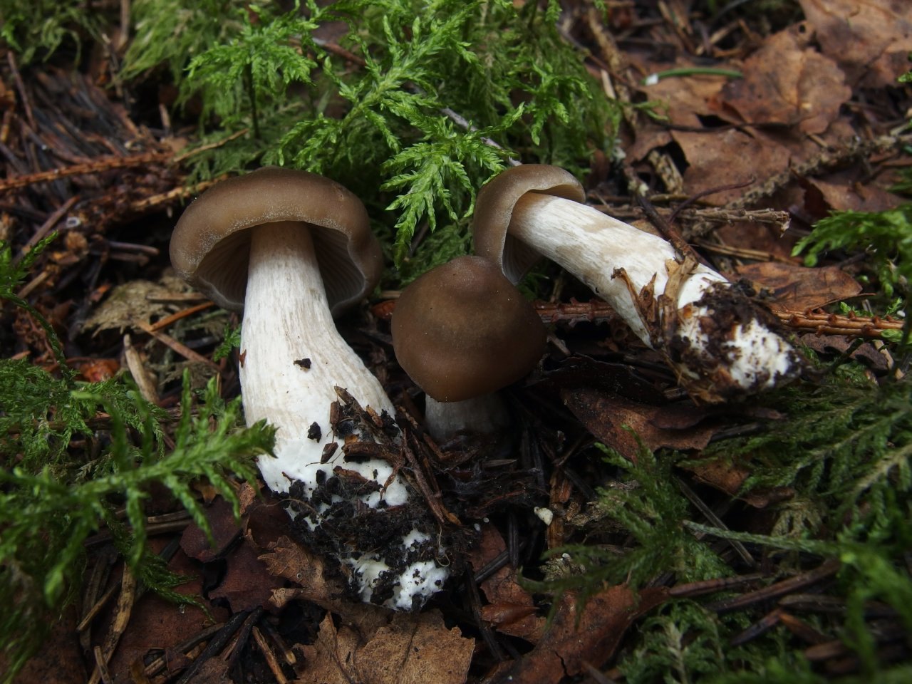 Entoloma lividoalbum