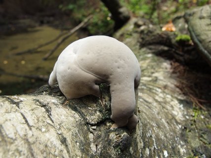 Fomes fomentarius