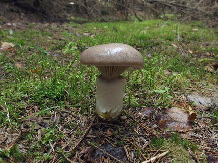 Gomphidius glutinosus
