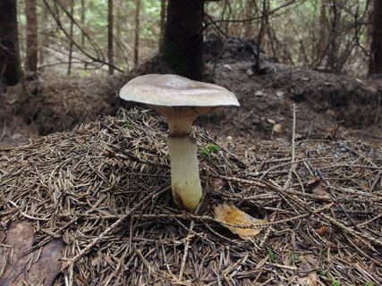 Gomphidius glutinosus