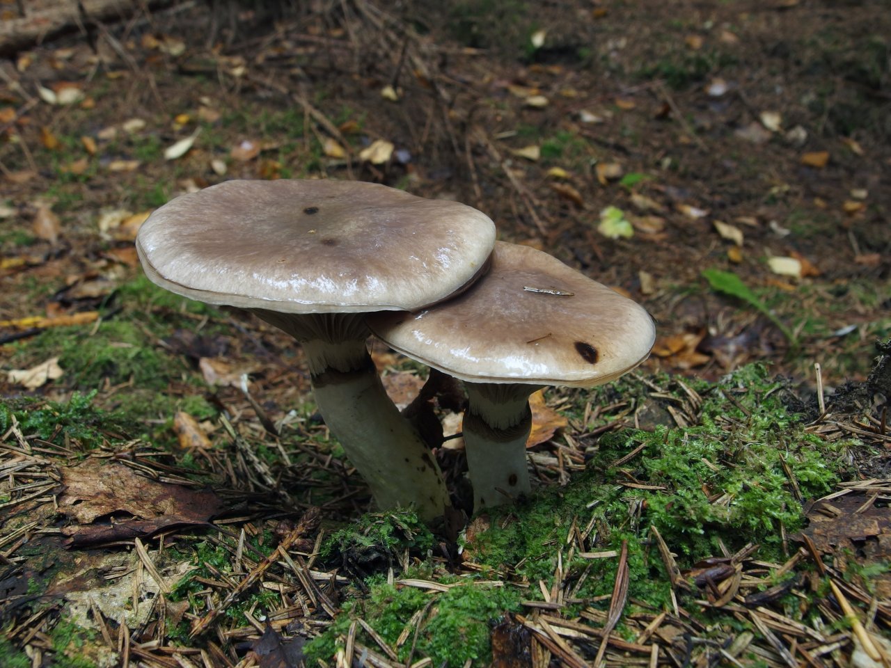 Gomphidius glutinosus