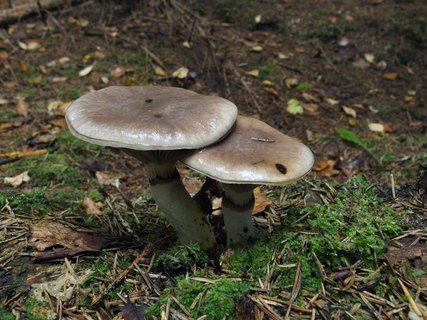 Gomphidius glutinosus