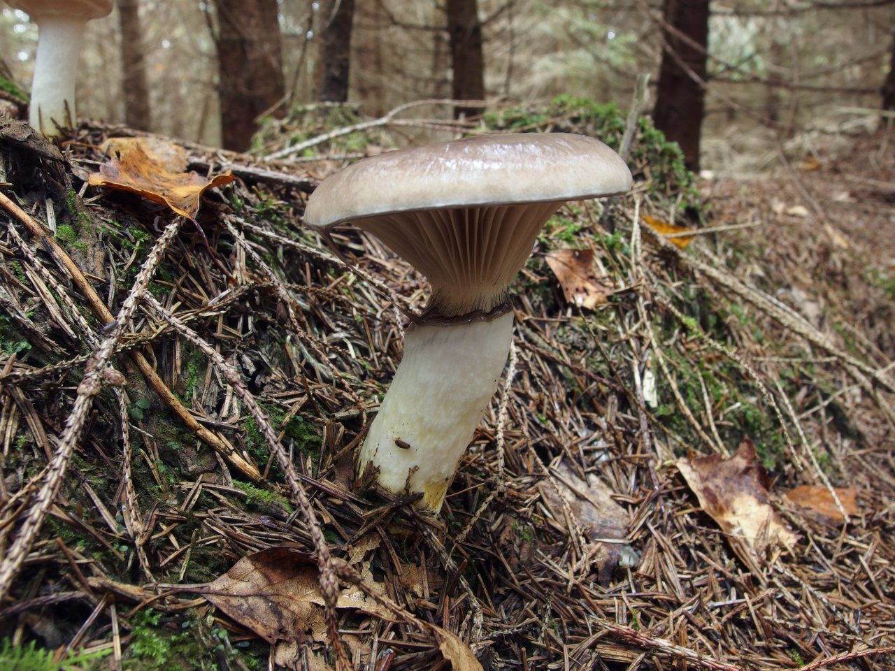 Gomphidius glutinosus