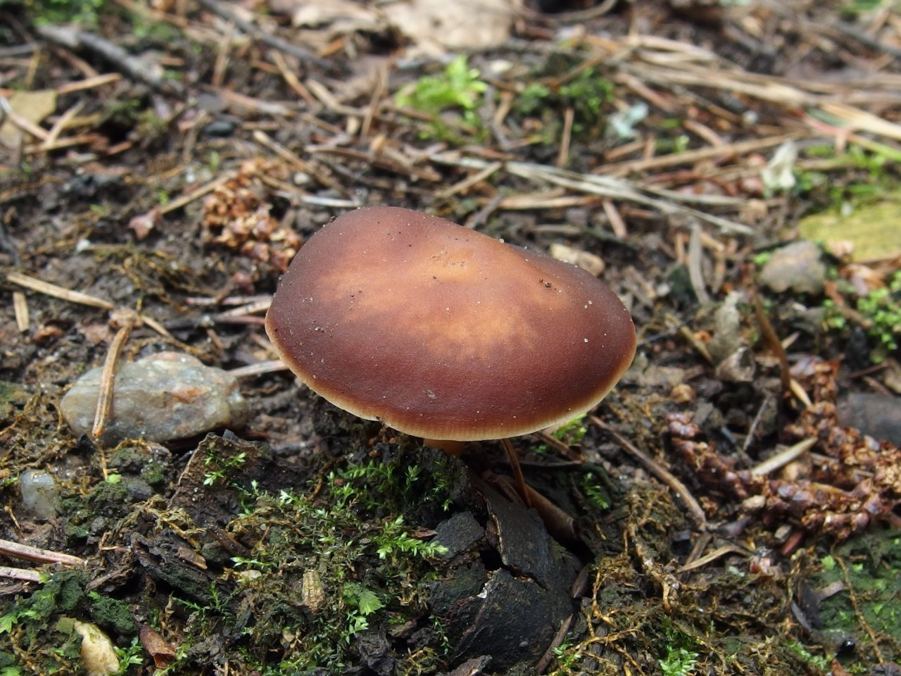 Gymnopus ocior
