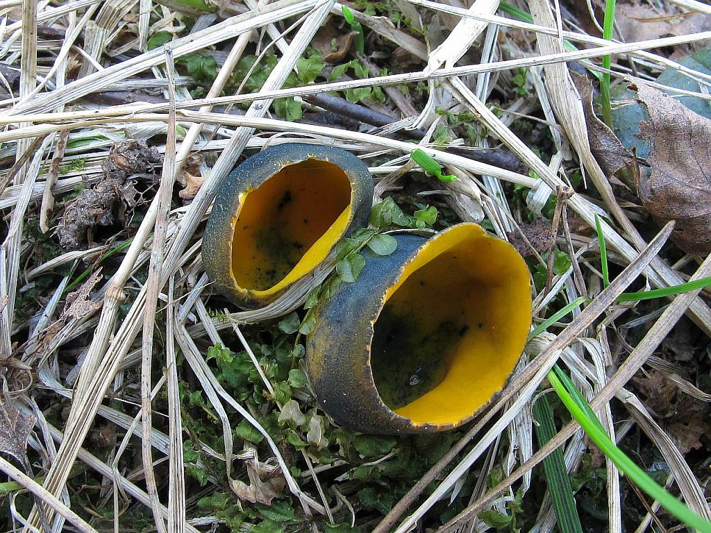 Caloscypha fulgens