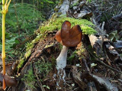 Gyromitra infula