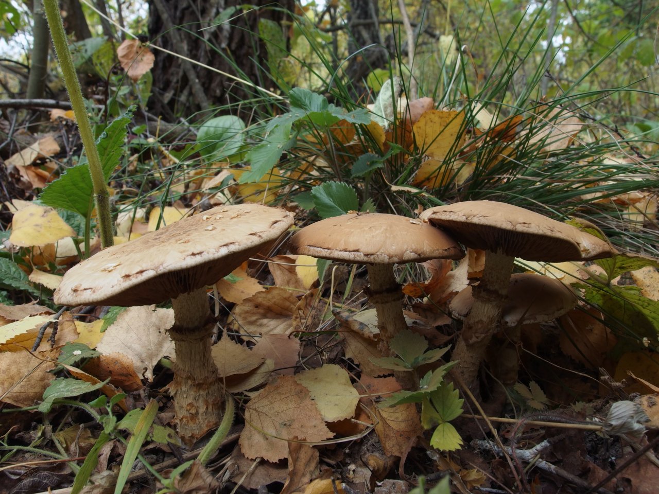 Hebeloma radicosum