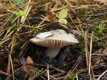 Hygrophorus agathosmus
