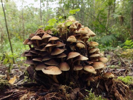 Hypholoma fasciculare