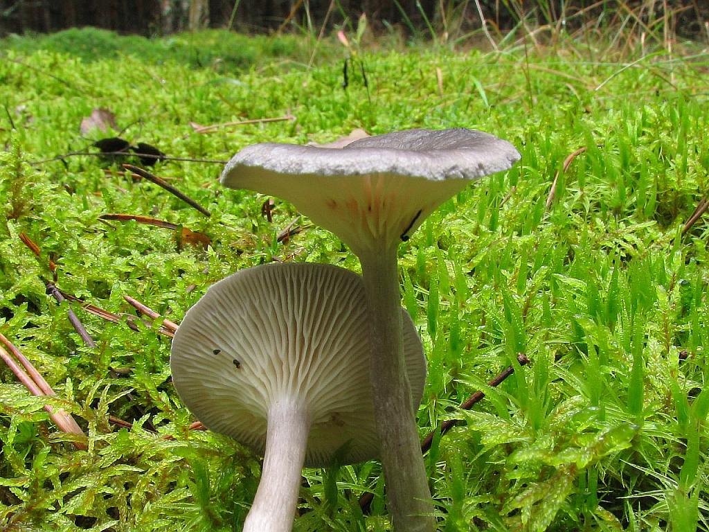 Cantharellula