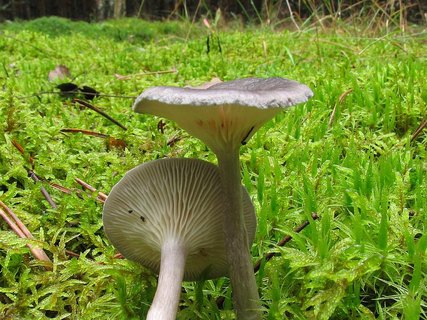 Cantharellula umbonata
