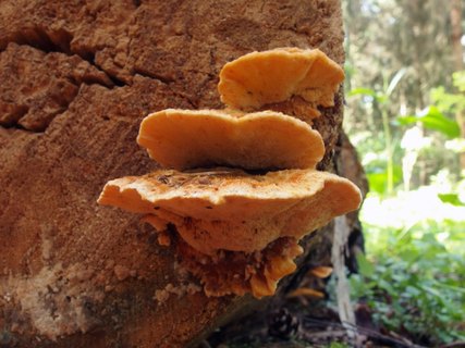 Inocutis rheades