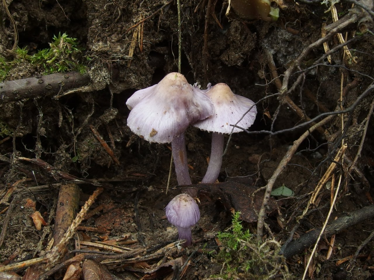 Inocybe geophylla