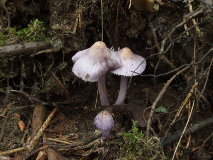 Inocybe geophylla