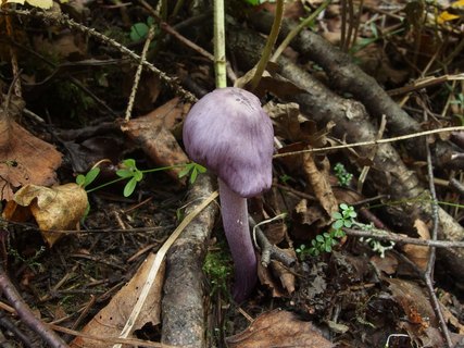 Inocybe geophylla