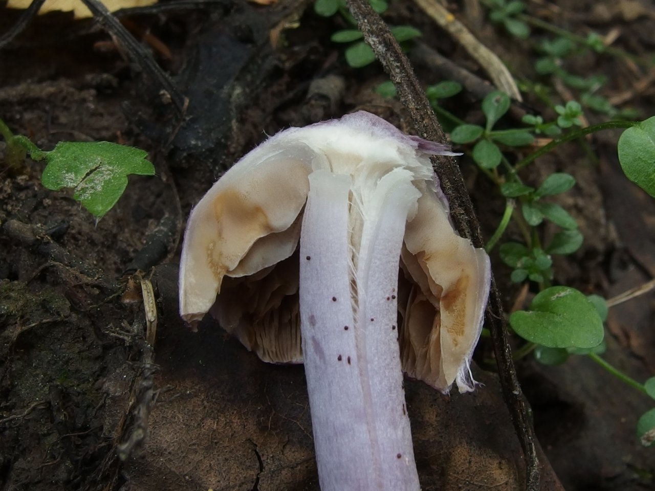 Inocybe geophylla