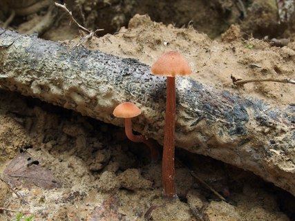 Laccaria proxima