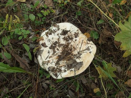 Lactarius controversus