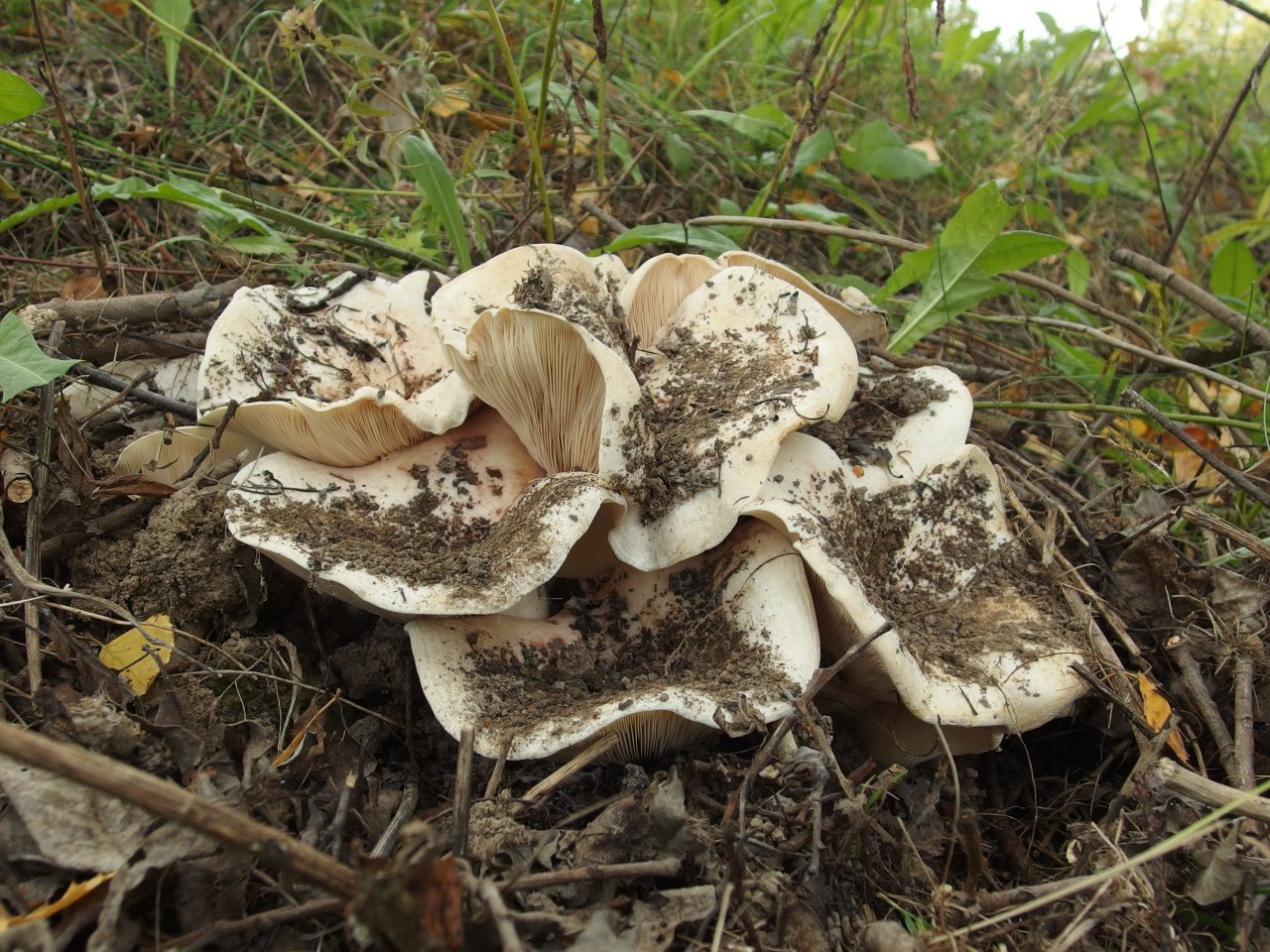 Lactarius controversus