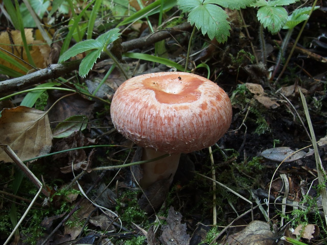 Lactarius torminosus