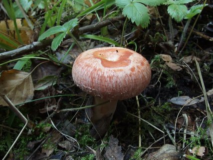 Lactarius torminosus