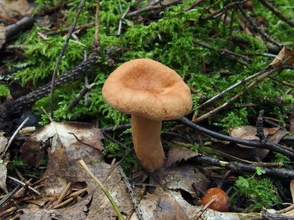 Lactarius tabidus
