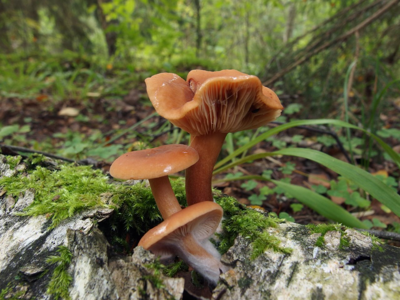 Lactarius tabidus