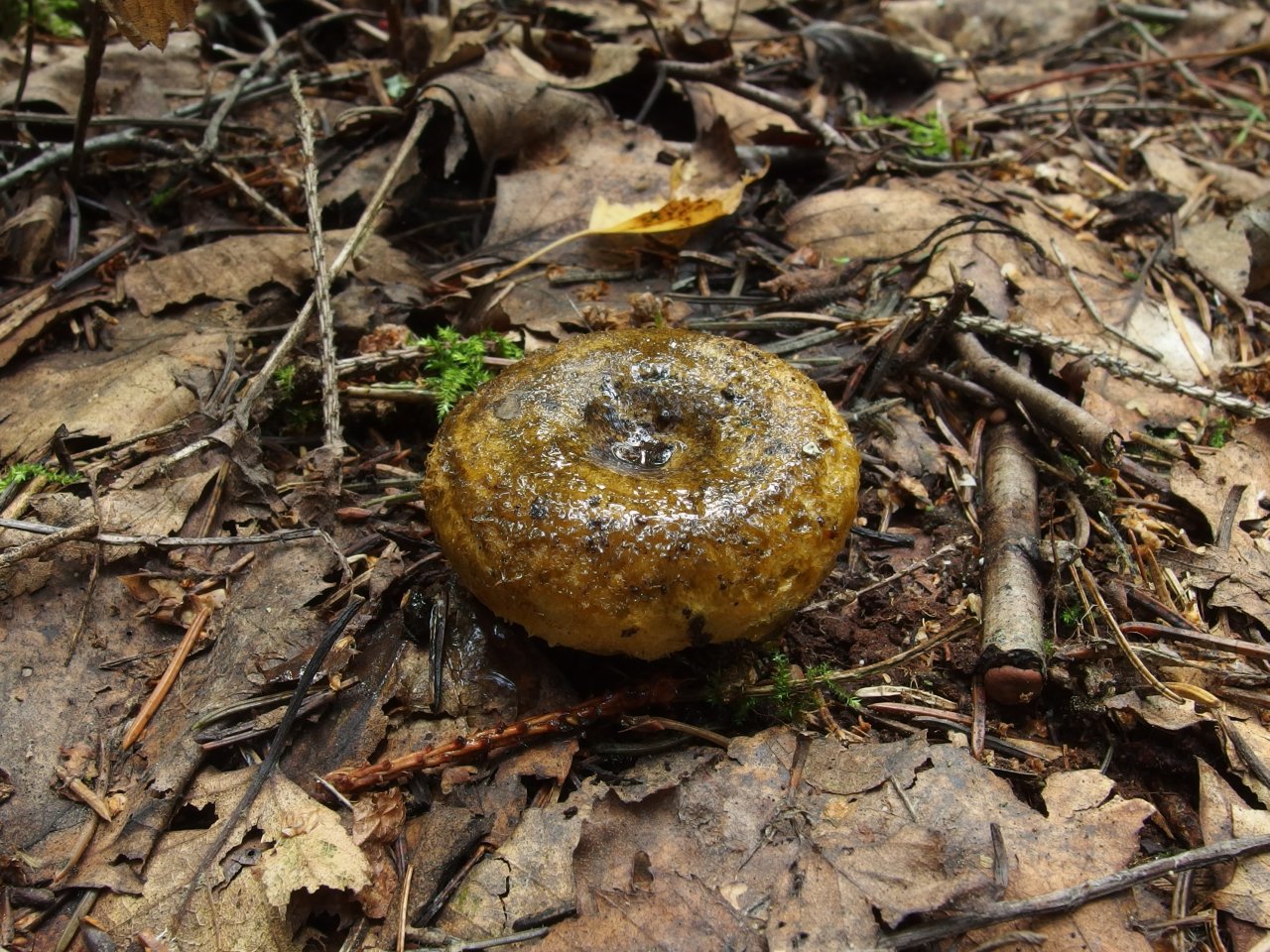 Lactarius turpis