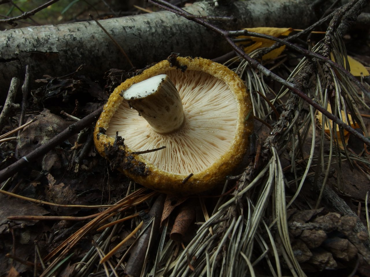 Lactarius turpis