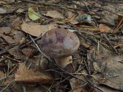 Lactarius trivialis