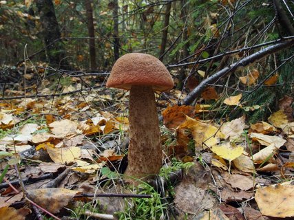 Leccinum aurantiacum