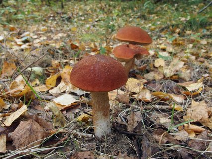 Leccinum aurantiacum