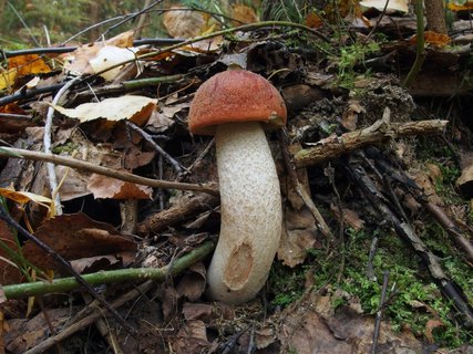 Leccinum aurantiacum