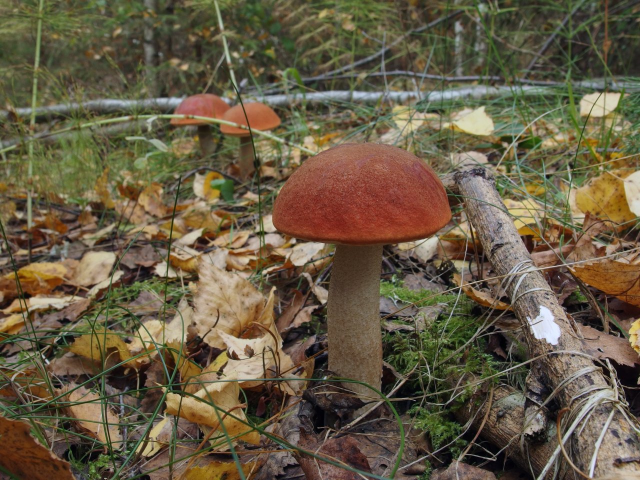 Leccinum aurantiacum