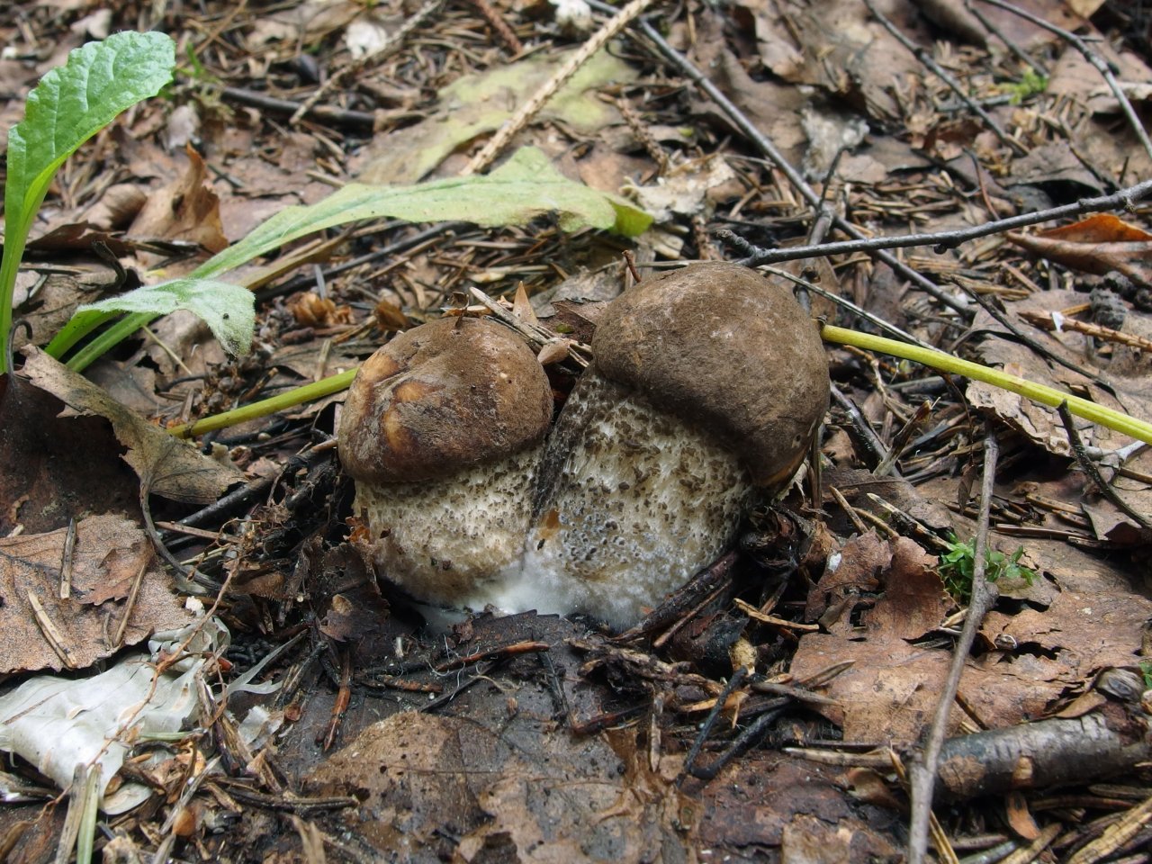 Leccinum scabrum