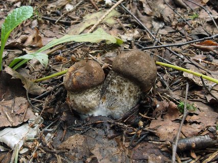 Leccinum scabrum