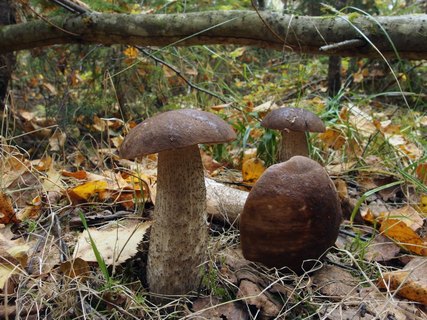 Leccinum scabrum