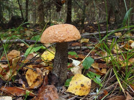 Leccinum versipelle