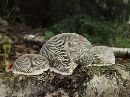Lenzites betulina