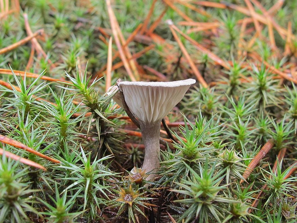 Cantharellula umbonata