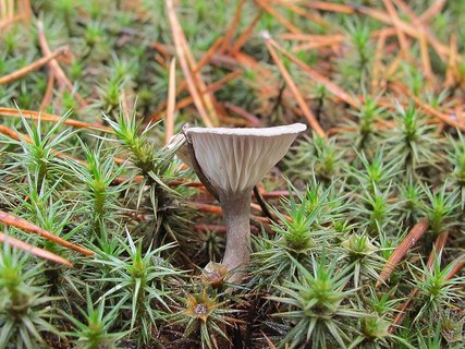 Cantharellula umbonata