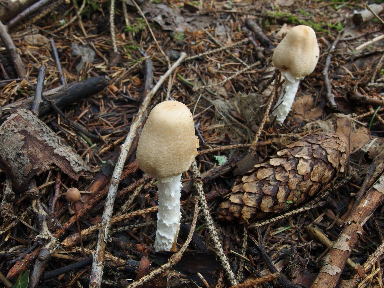 Lepiota clypeolaria