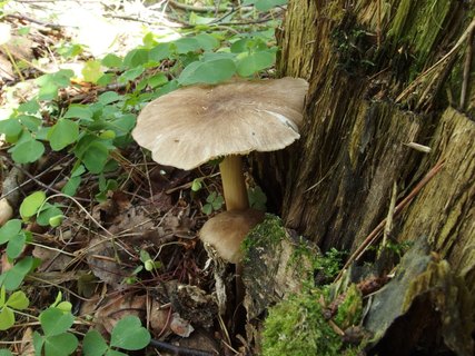 Megacollybia platyphylla