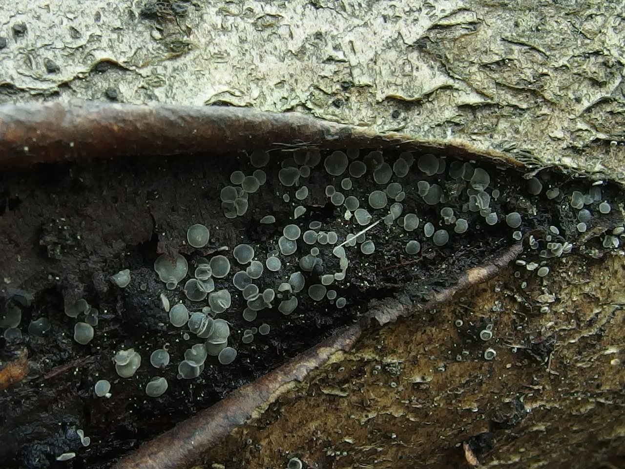 Mollisia cinerea