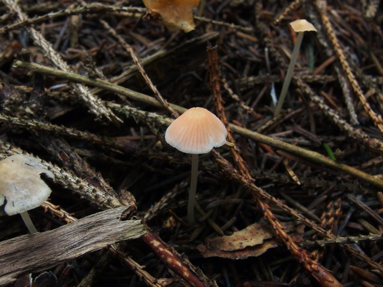 Atheniella adonis