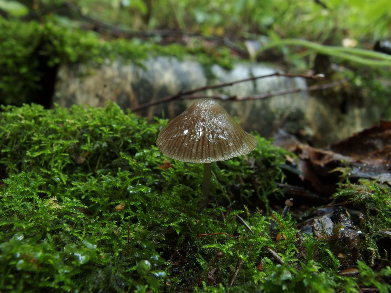 Mycena stipata