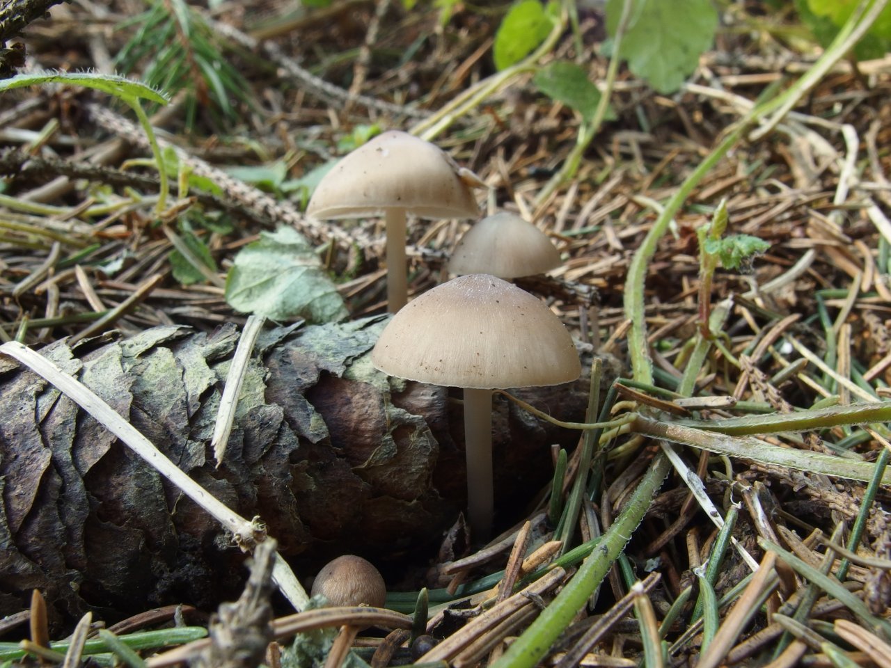 Mycena strobilicola