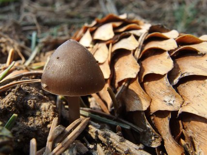 Mycena strobilicola