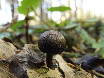 Mycena strobilicola