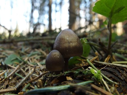 Mycena strobilicola